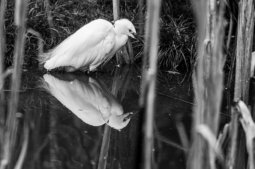 Black and White Little Egret Hunting in Water