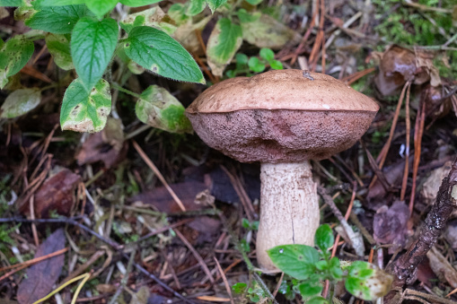 The uneatable bitter bolete mushroom Tylopilus felleus in the forest