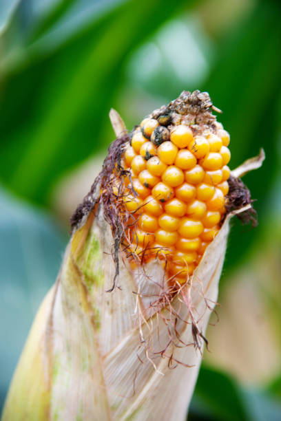 View of a maize plant with its corn cob, Zea mays stock photo