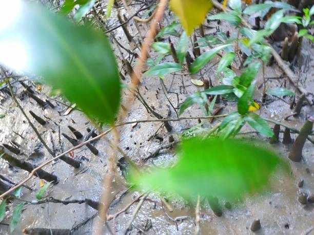 istock Breathing root in the Sundarbans 1281344445