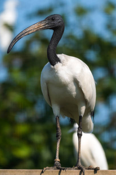 istock Sacred Ibis Perched on a Plank of Wood 1281345031