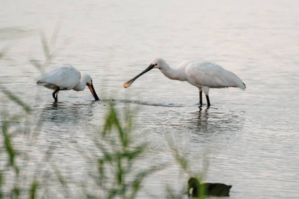 istock Spoonbill's Hunting for Fish in Water 1281345056