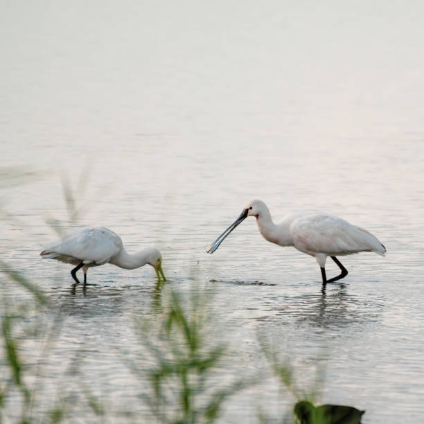 istock Spoonbill's Hunting for Fish in Water 1281345059