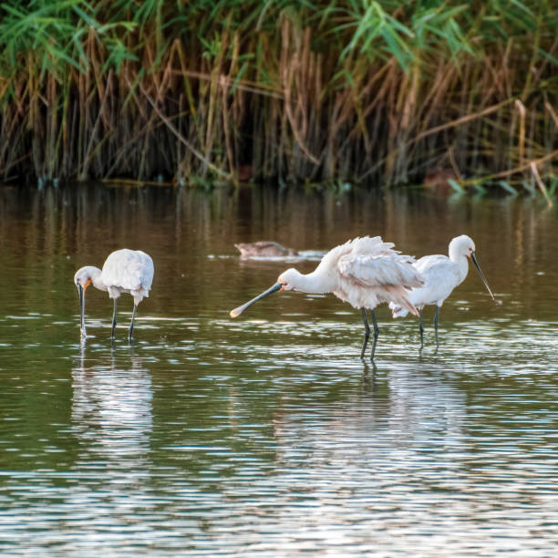 istock Spoonbill's Hunting for Fish in Water 1281345060