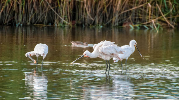 istock Spoonbill's Hunting for Fish in Water 1281345063