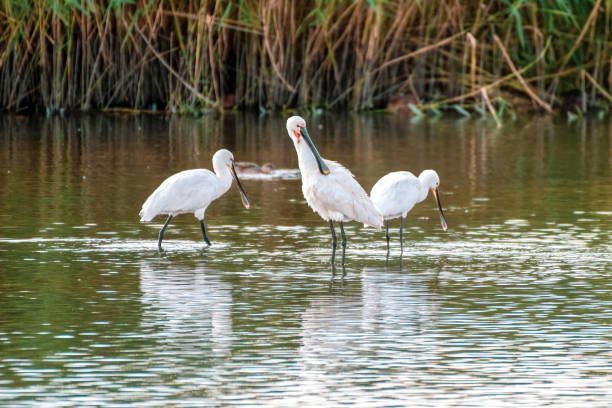 istock Spoonbill's Hunting for Fish in Water 1281345088