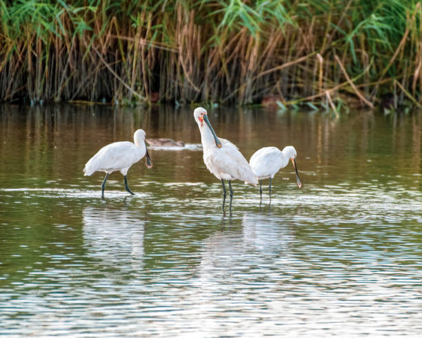 istock Spoonbill's Hunting for Fish in Water 1281345137