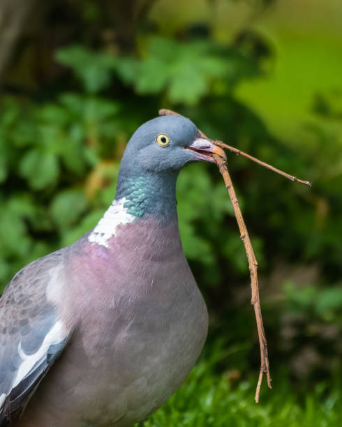istock Wood Pigeon Carrying a Stick in its Beak 1281345248