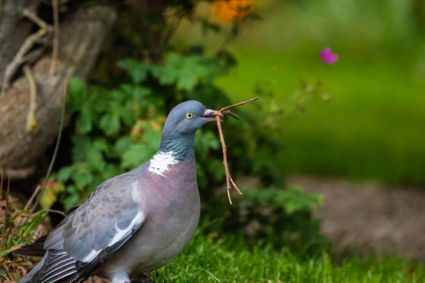 Wood Pigeon Carrying a Stick in its Beak