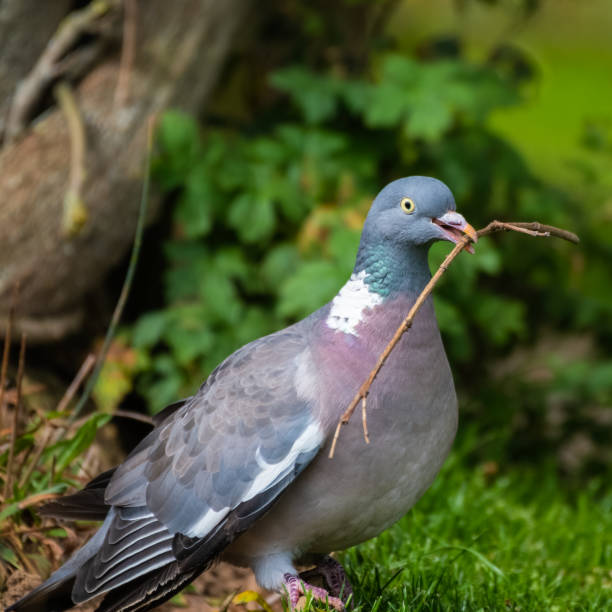 istock Wood Pigeon Carrying a Stick in its Beak 1281345261