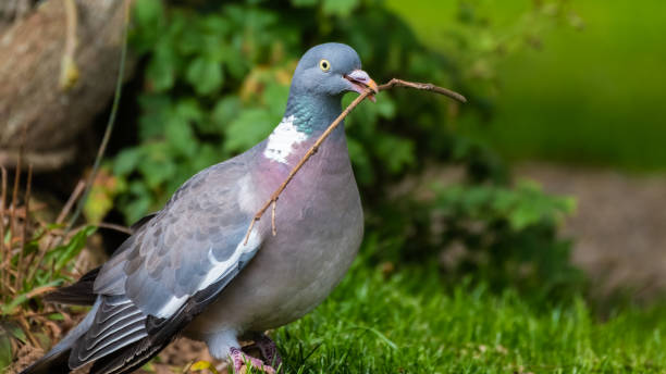 istock Wood Pigeon Carrying a Stick in its Beak 1281345268
