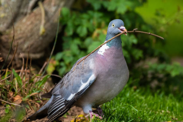 istock Wood Pigeon Carrying a Stick in its Beak 1281345276