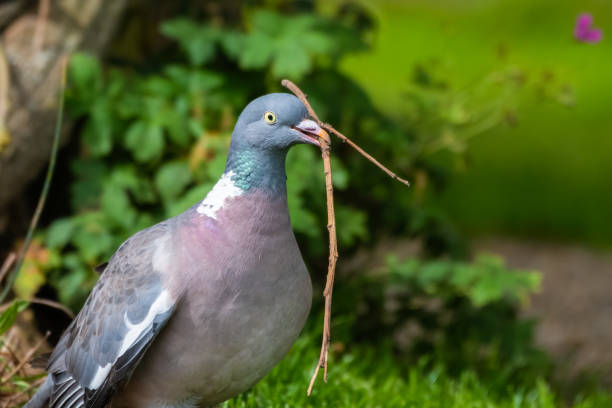 istock Wood Pigeon Carrying a Stick in its Beak 1281345278