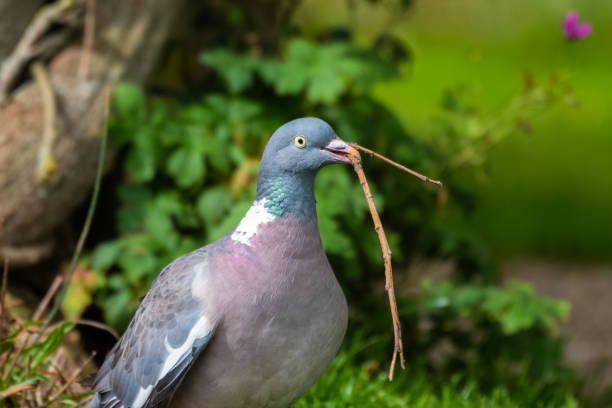 istock Wood Pigeon Carrying a Stick in its Beak 1281345279