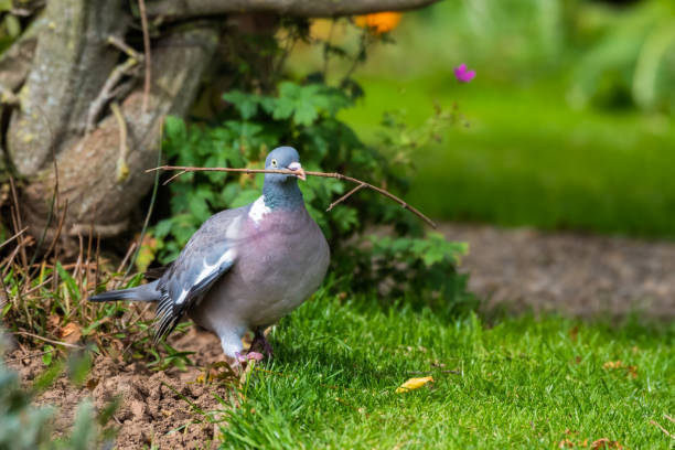 istock Wood Pigeon Carrying a Stick in its Beak 1281345280