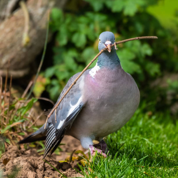 istock Wood Pigeon Carrying a Stick in its Beak 1281345286