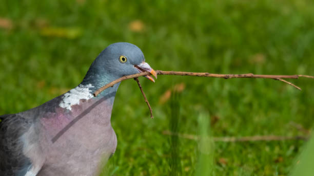 istock Wood Pigeon Carrying a Stick in its Beak 1281345290