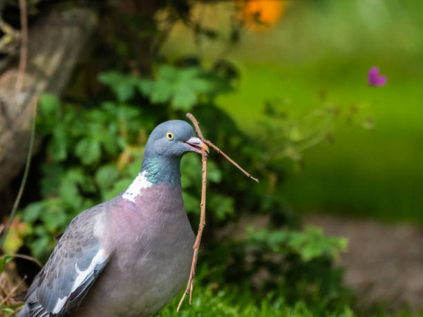 istock Wood Pigeon Carrying a Stick in its Beak 1281345296