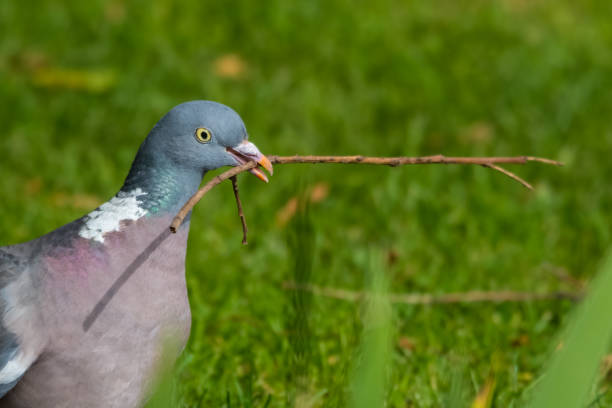 istock Wood Pigeon Carrying a Stick in its Beak 1281345297