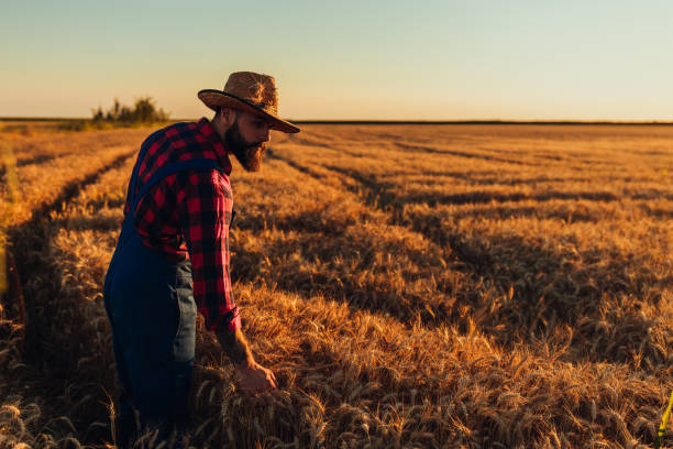istock His wheat is growing at an impressive rate 1281345383