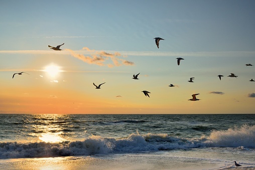 A large flock of Royal Terns flying over the surf in  bright morning sunshine at  Assateague Island National Seashore on a autumn day in October