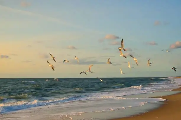 A large flock of Royal Terns flying over the surf in  bright morning sunshine at  Assateague Island National Seashore on a autumn day in October