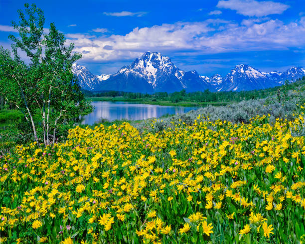 Yellow Balsam Root flowers on hillside in front of the Snake River with background of Teton Range.