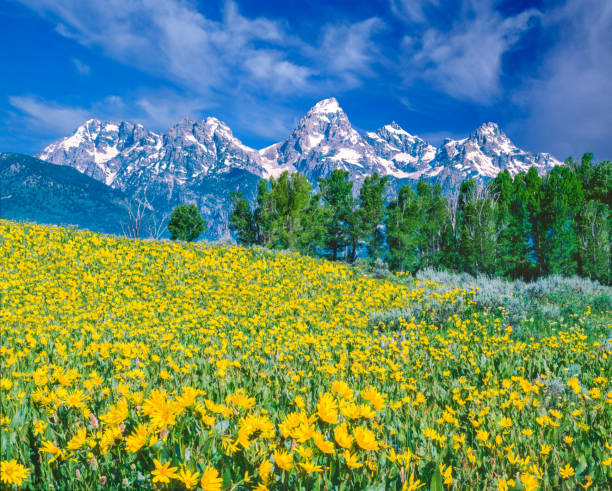 istock SPRING WILDFLOWERS GRAND TETON NATIONAL PARK 1281346945