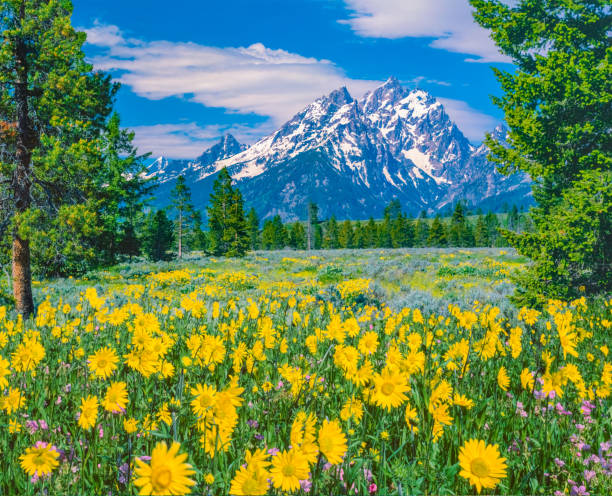 istock SPRING WILDFLOWERS GRAND TETON NATIONAL PARK 1281346977