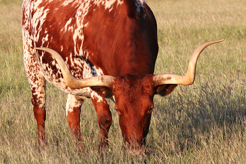 a proud Texas longhorn grazing in a field