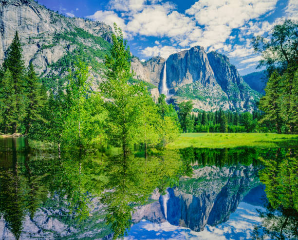 MERCED RIVER OVERFLOW REFLECTS YOSEMITE FALLS AND LUSH SPRING FOLIAGE.