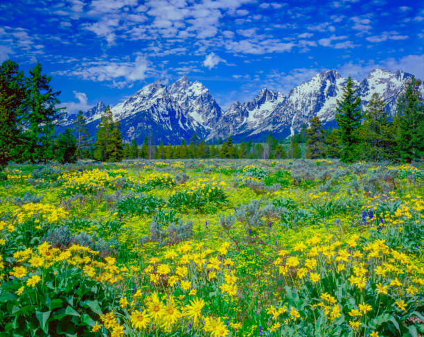 istock SPRING WILDFLOWERS GRAND TETON NATIONAL PARK 1281347031