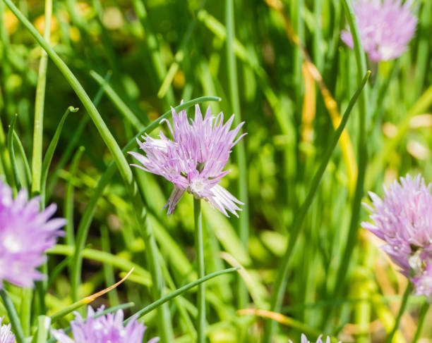 Chive Flowers in Herbal Garden Plants in Park and Garden chives allium schoenoprasum purple flowers and leaves stock pictures, royalty-free photos & images