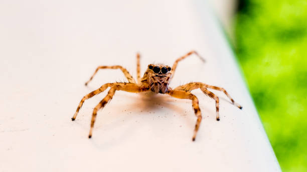 istock A jumping spider found on stair rail in an Australian home 1281347936