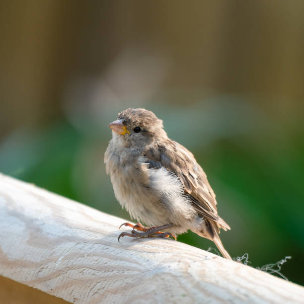 istock Female Tree Sparrow Perched on a Wooded Fence 1281349061