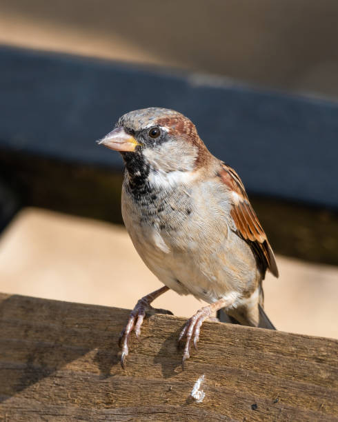 istock Female Tree Sparrow Perched on a Wooded Fence 1281349100