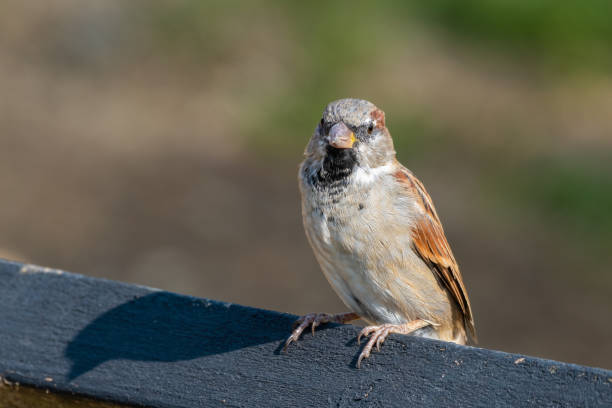 istock Male Tree Sparrow Perched on a Wooded Fence 1281349110