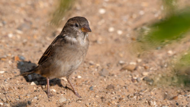 istock Female Tree Sparrow Standing on the Ground 1281349120