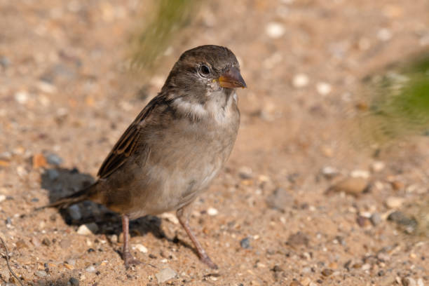 istock Female Tree Sparrow Standing on the Ground 1281349647
