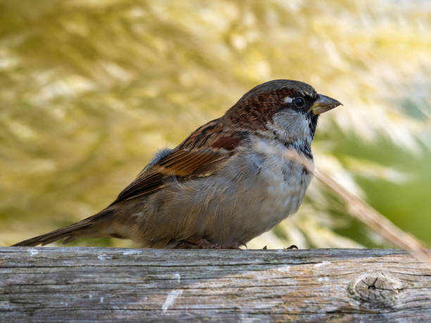 istock Male Tree Sparrow Perched on a Wooded Fence 1281349778