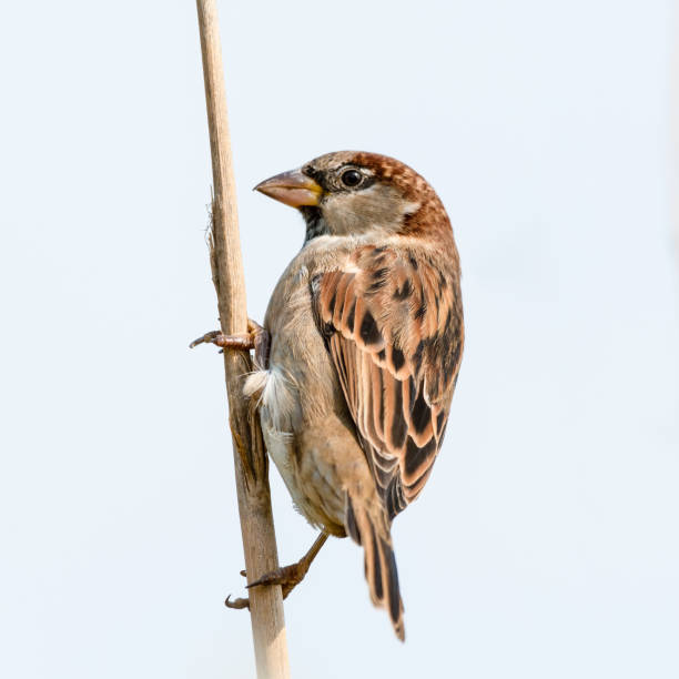 istock Male Tree Sparrow Perched on a Pampas Grass Stem 1281349792