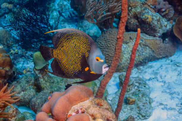 istock French angelfish,Pomacanthus paru 1281351901