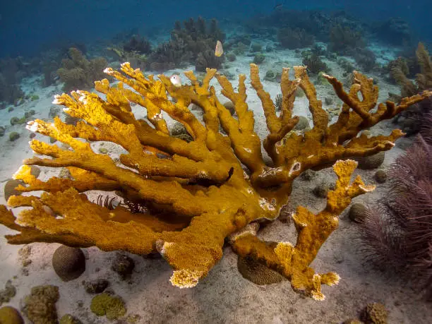 Photo of Elkhorn coral ,Acropora palmata