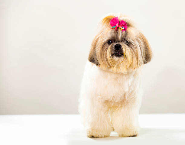 istock Adult Shih Tzu Dog Front - White Background 1281354544