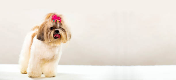 istock Shih Tzu dog with front bow on white background 1281355090