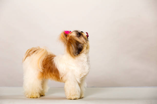 istock Adult Shih Tzu Dog Front - White Background 1281355797