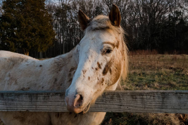 istock white horse looking over fence close up 1281355809