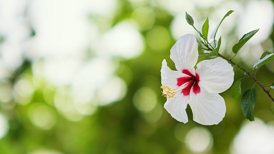 White hibiscus flower with green tropical garden blurred background
