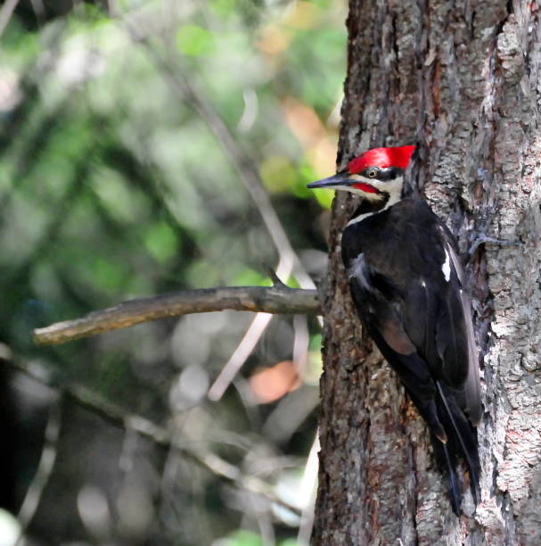 istock Pileated Woodpecker 1281356650