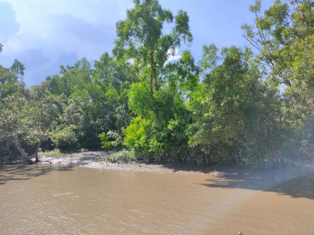 istock Beauty of Sundarbans 1281359858